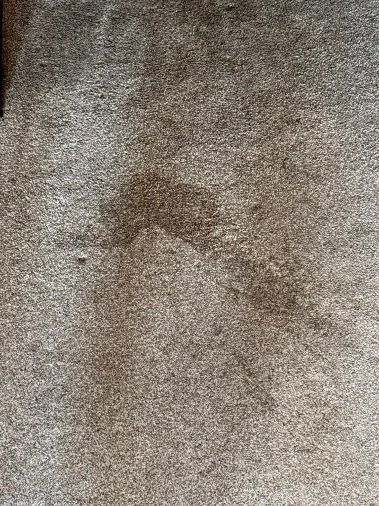 Carpet after cleaning with stain significantly lifted
