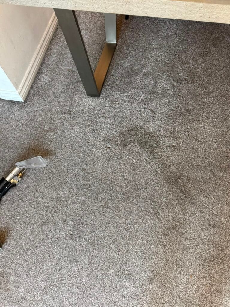 Carpet stain being treated with professional extraction equipment